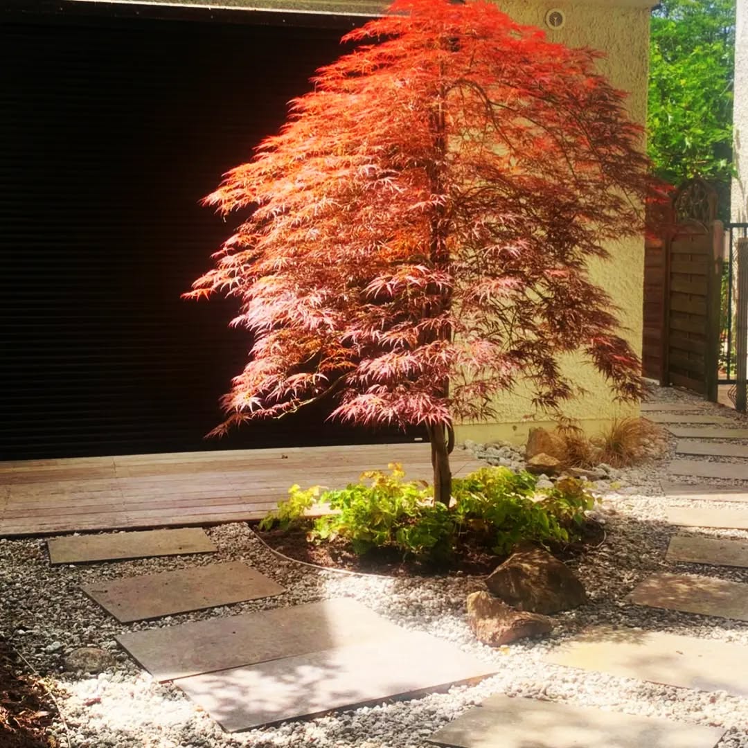 A garden five years on — 
