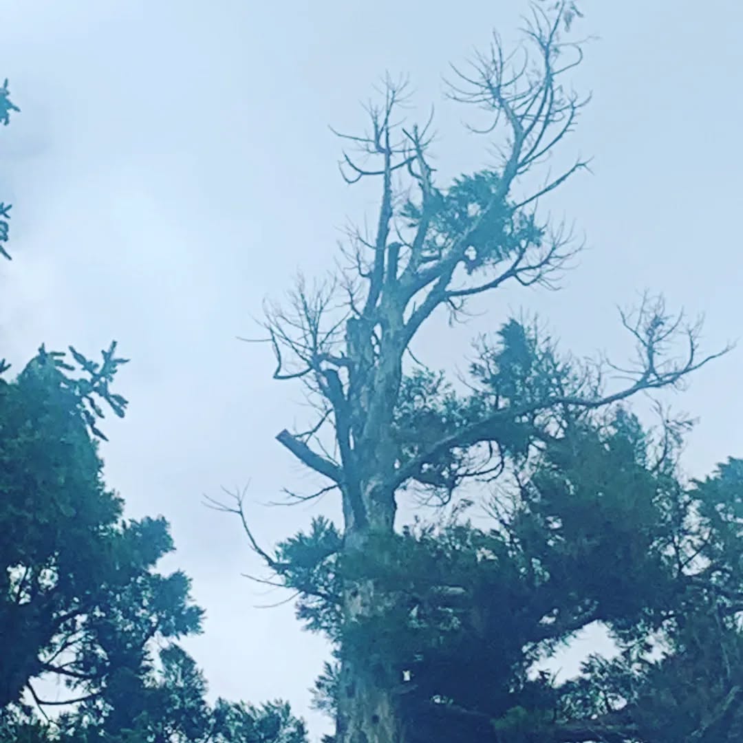 Sanitary pruning of a large conifer