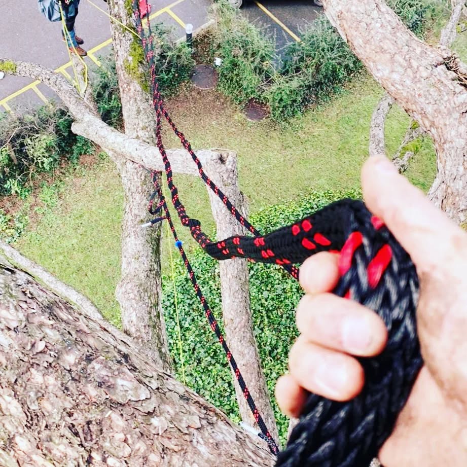 Cobra straps fitted to secure large branches