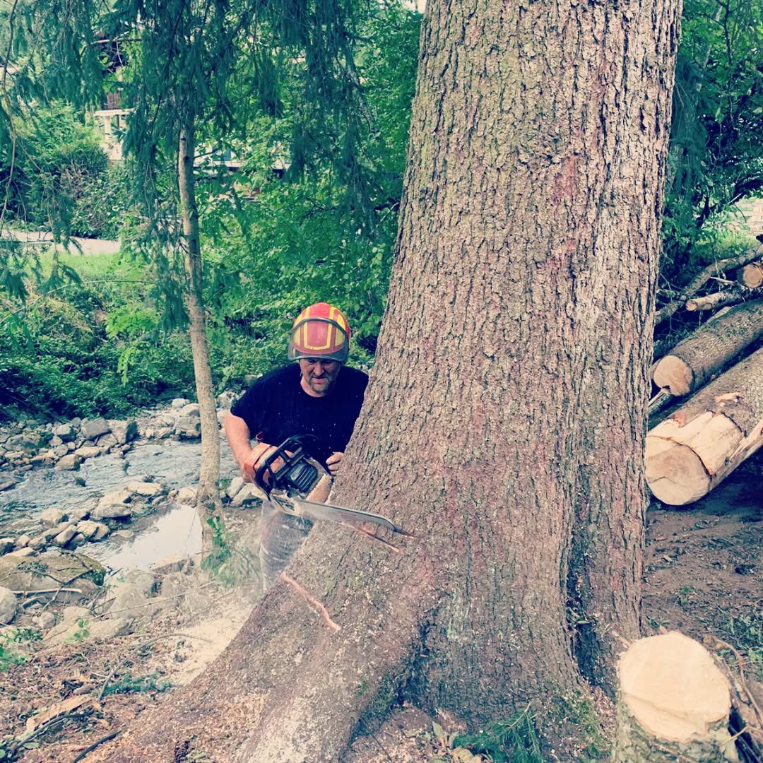 Felling of dangerous trees to secure a villa